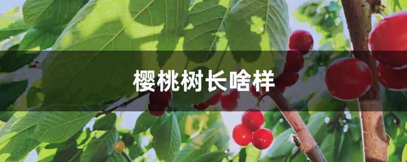 樱桃树长啥样 樱桃树长啥样