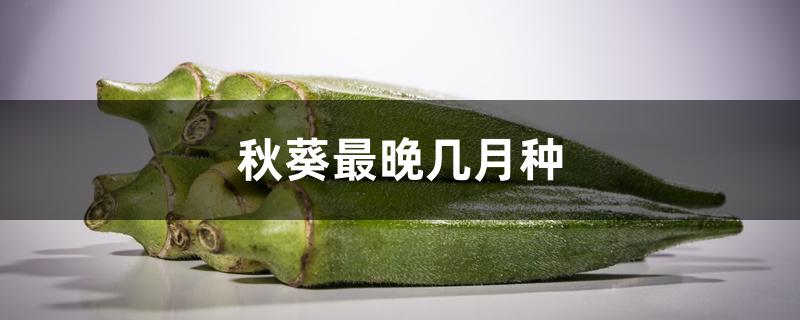 秋葵最晚几月种 秋葵最晚几月种