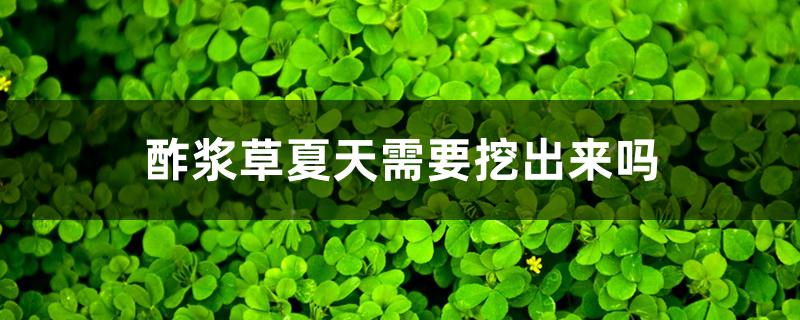 酢浆草夏天需要挖出来吗