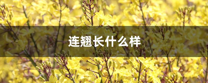 连翘长什么样 连翘长什么样
