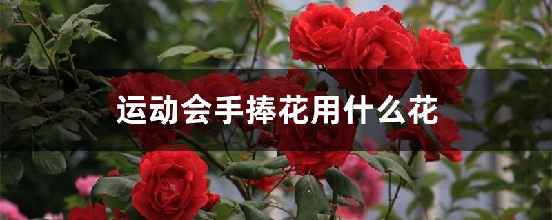 运动会手捧花用什么花 运动会手捧花用什么花