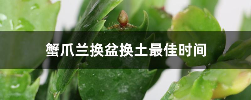 蟹爪兰换盆换土最佳时间 蟹爪兰换盆换土最佳时间