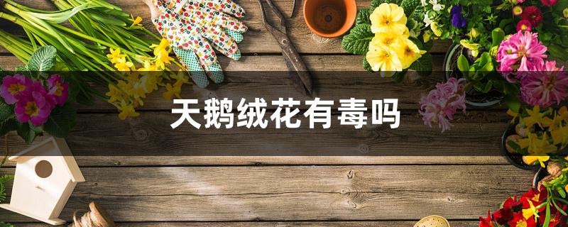天鹅绒花有毒吗 天鹅绒花有毒吗