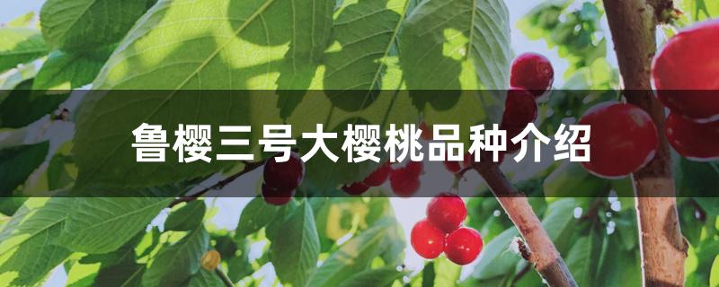鲁樱三号大樱桃品种介绍 鲁樱三号大樱桃品种介绍