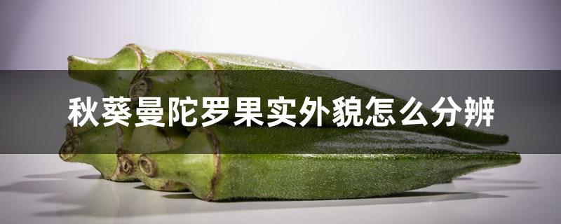 秋葵曼陀罗果实外貌怎么分辨 秋葵曼陀罗果实外貌怎么分辨