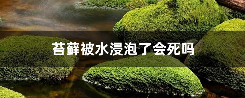 苔藓被水浸泡了会死吗 苔藓被水浸泡了会死吗