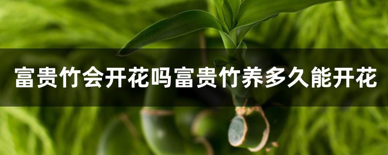 富贵竹会开花吗富贵竹养多久能开花 富贵竹会开花吗富贵竹养多久能开花