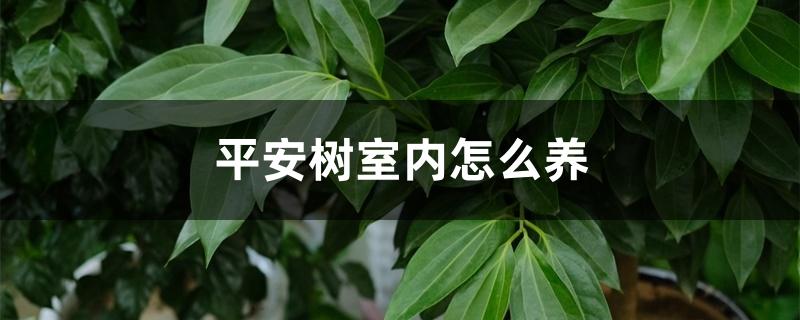 平安树室内怎么养 平安树室内怎么养