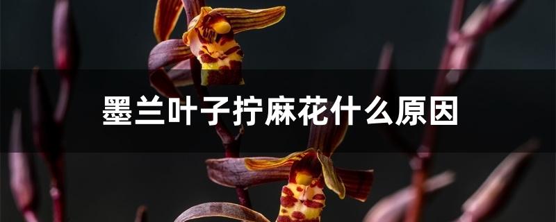 墨兰叶子拧麻花什么原因 墨兰叶子拧麻花什么原因