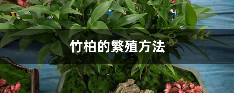 竹柏的繁殖方法 竹柏的繁殖方法