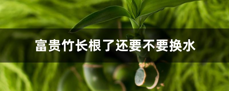 富贵竹长根了还要不要换水 富贵竹长根了还要不要换水