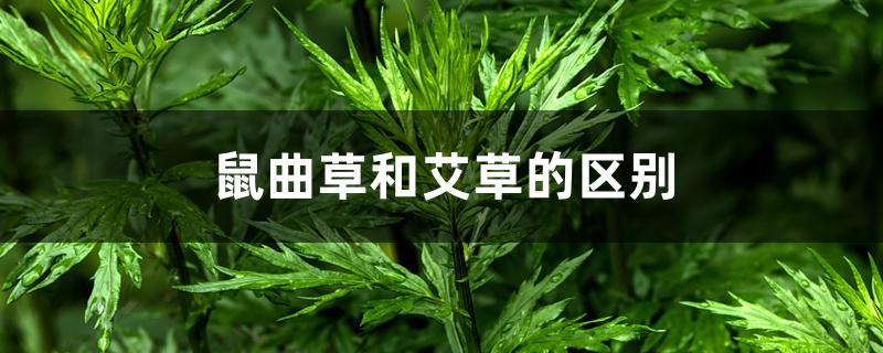 鼠曲草和艾草的区别 鼠曲草和艾草的区别