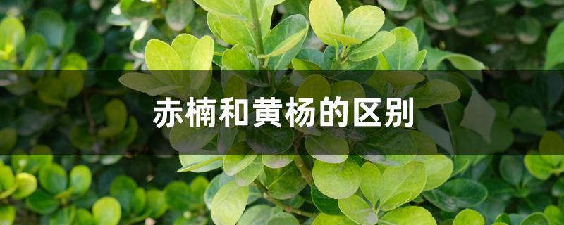 赤楠和黄杨的区别
