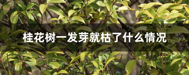 桂花树一发芽就枯了什么情况 桂花树一发芽就枯了什么情况