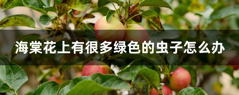 海棠花上有很多绿色的虫子怎么办 海棠花上有很多绿色的虫子怎么办