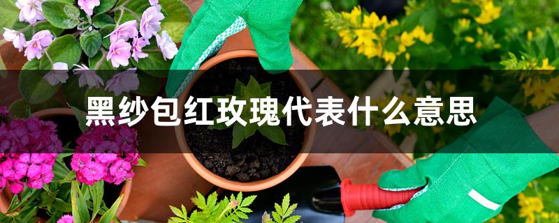 黑纱包红玫瑰代表什么意思 黑纱包红玫瑰代表什么意思