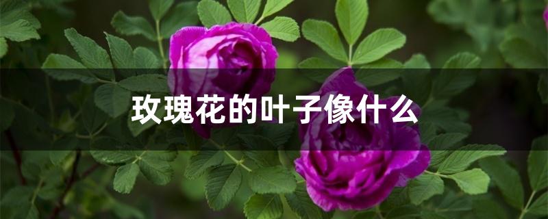 玫瑰花的叶子像什么 玫瑰花的叶子像什么