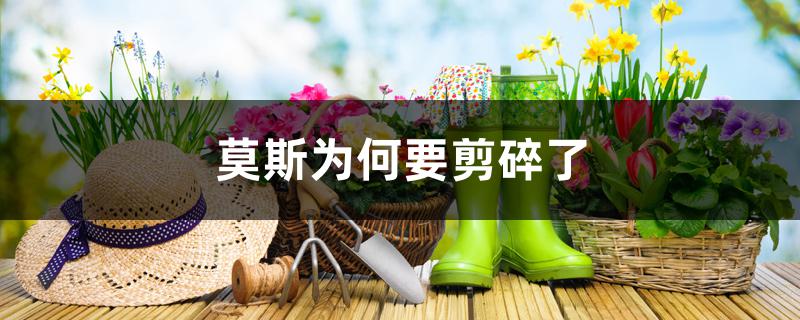 莫斯为何要剪碎了 莫斯为何要剪碎了