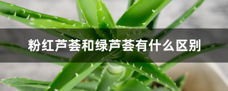 粉红芦荟和绿芦荟有什么区别 粉红芦荟和绿芦荟有什么区别