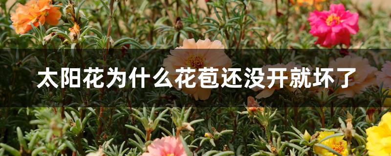 太阳花为什么花苞还没开就坏了 太阳花为什么花苞还没开就坏了