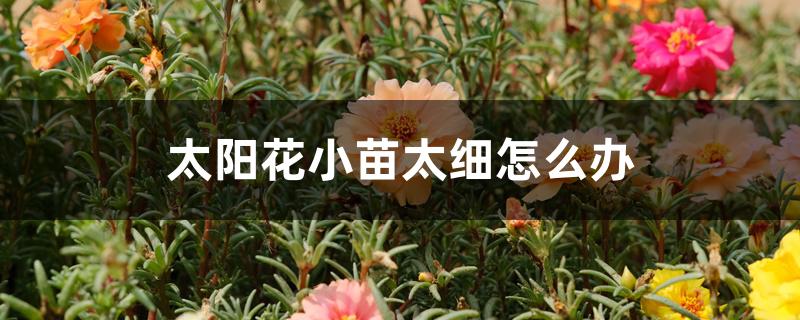 太阳花小苗太细怎么办 太阳花小苗太细怎么办