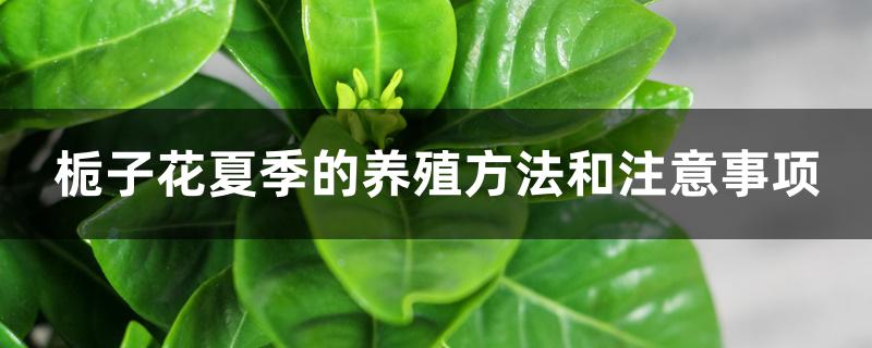 栀子花夏季的养殖方法和注意事项