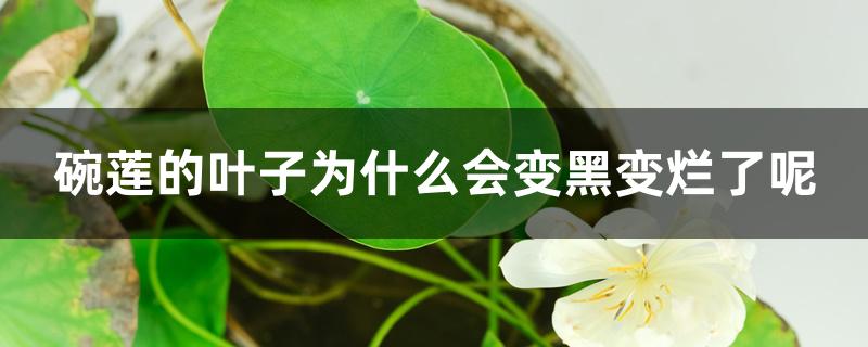 碗莲的叶子为什么会变黑变烂了呢 碗莲的叶子为什么会变黑变烂了呢