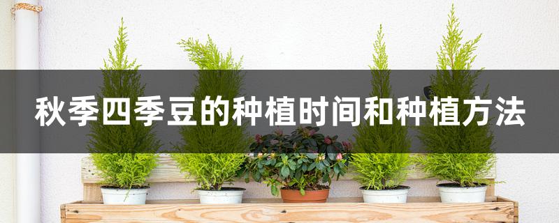 秋季四季豆的种植时间和种植方法 秋季四季豆的种植时间和种植方法