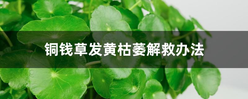 铜钱草发黄枯萎解救办法 铜钱草发黄枯萎解救办法