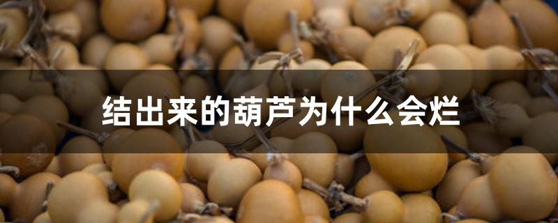 结出来的葫芦为什么会烂 结出来的葫芦为什么会烂
