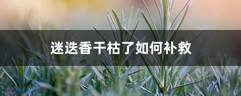 迷迭香干枯了如何补救