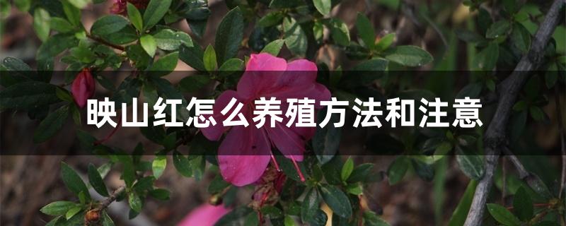 映山红怎么养殖方法和注意 映山红怎么养殖方法和注意