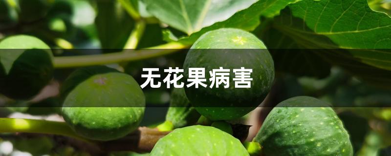 无花果病害 无花果病害
