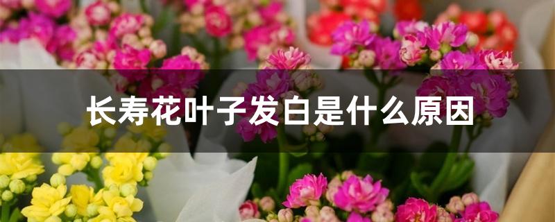 长寿花叶子发白是什么原因 长寿花叶子发白是什么原因