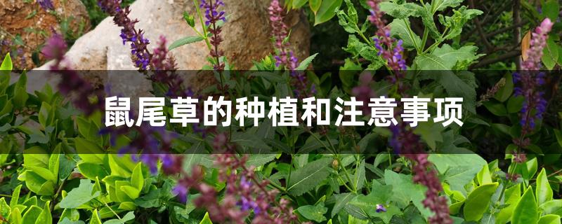 鼠尾草的种植和注意事项