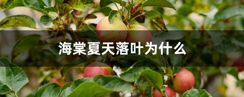 海棠夏天落叶为什么 海棠夏天落叶为什么