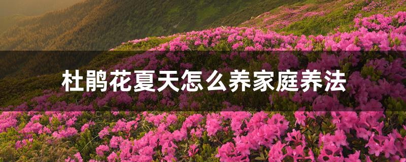 杜鹃花夏天怎么养家庭养法 杜鹃花夏天怎么养家庭养法