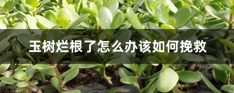 玉树烂根了怎么办该如何挽救 玉树烂根了怎么办该如何挽救