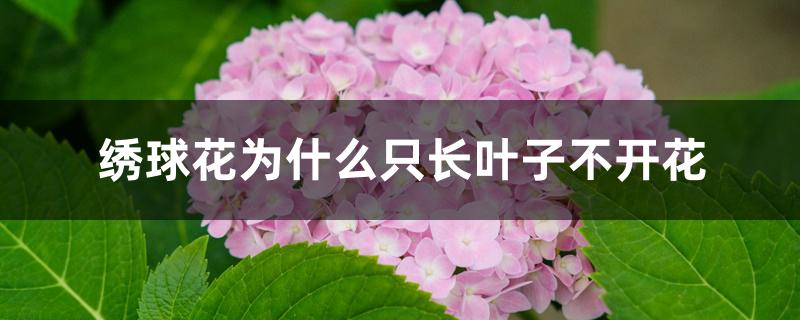 绣球花为什么只长叶子不开花 绣球花为什么只长叶子不开花