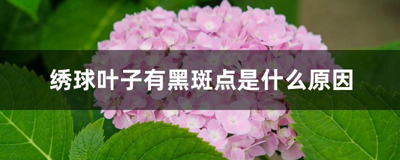 绣球叶子有黑斑点是什么原因 绣球叶子有黑斑点是什么原因