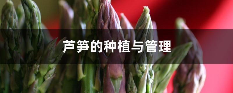 芦笋的种植与管理 芦笋的种植与管理