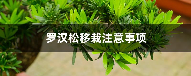 罗汉松移栽注意事项 罗汉松移栽注意事项