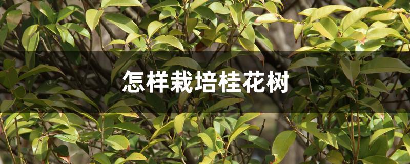 怎样栽培桂花树 怎样栽培桂花树