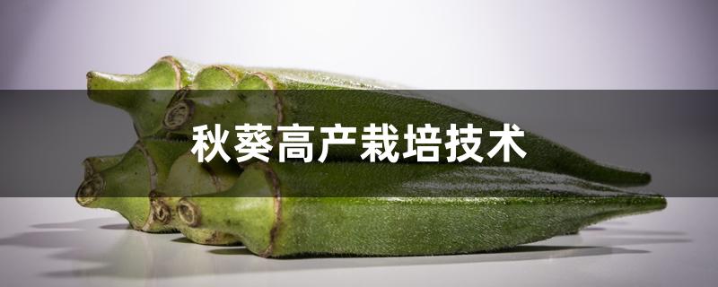 秋葵高产栽培技术 秋葵高产栽培技术