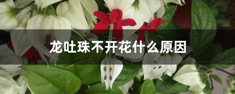 龙吐珠不开花什么原因 龙吐珠不开花什么原因