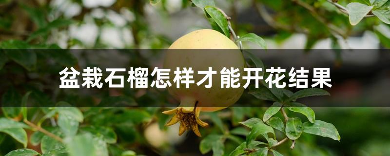 盆栽石榴怎样才能开花结果 盆栽石榴怎样才能开花结果