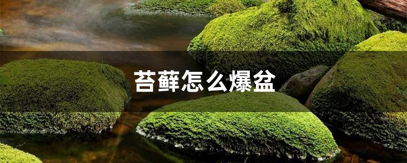 苔藓怎么爆盆 苔藓怎么爆盆