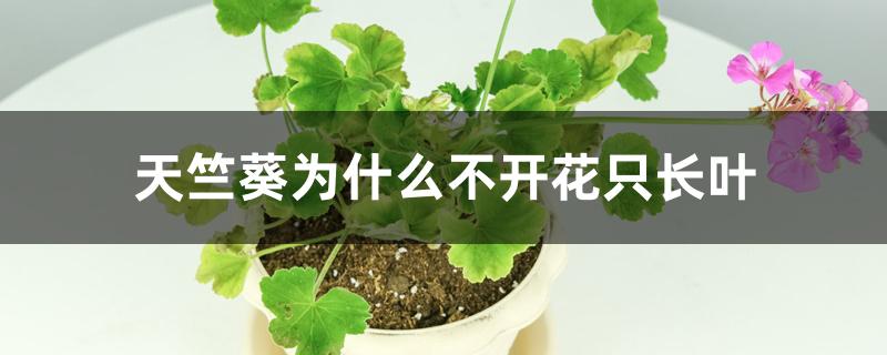 天竺葵为什么不开花只长叶 天竺葵为什么不开花只长叶