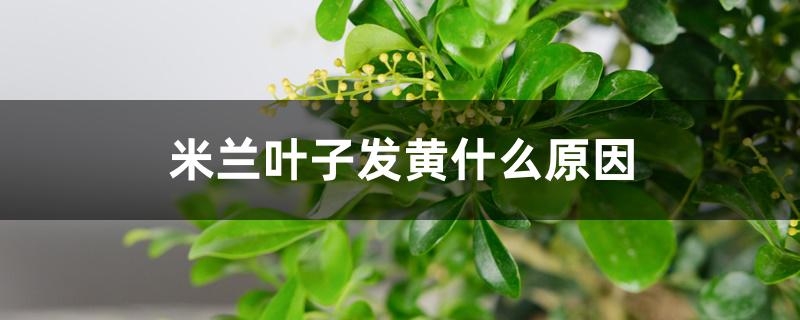 米兰叶子发黄什么原因 米兰叶子发黄什么原因