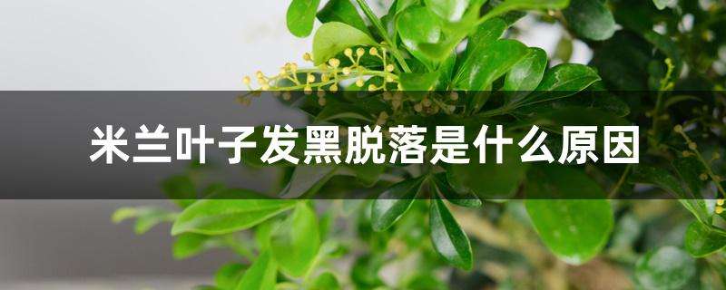 米兰叶子发黑脱落是什么原因 米兰叶子发黑脱落是什么原因